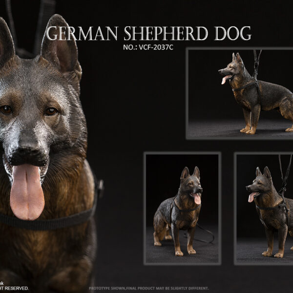 VCF-2037C Very Cool 1/6 German Shepherd Dog