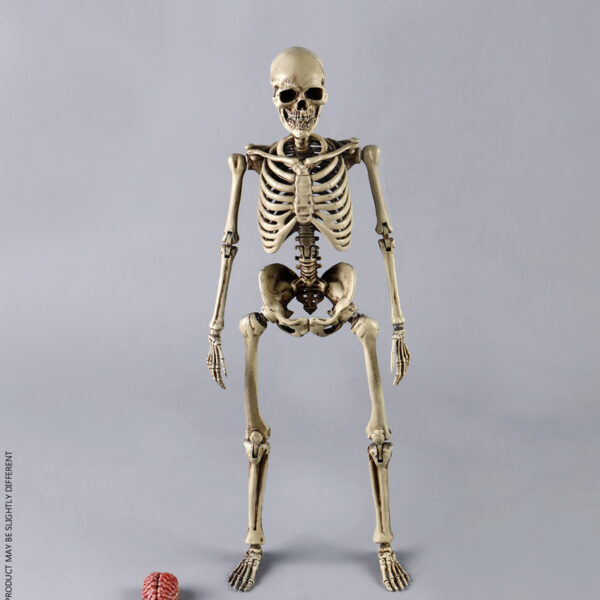 CM-BS011 COO Model 1/6 The Human Skeleton Diecast Alloy