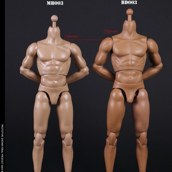 COO-MB003 COO Model New Type Muscled Male Body