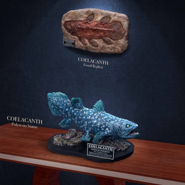 SA-5006 STAR ACE Coelacanth “WONDER WILD" series 28cm Polyresin Statue  & Fossil Replica (Deluxe ver)