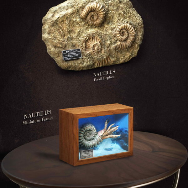 SA5024 - Star Ace Nautilus Miniature Frame & Fossil (Deluxe Version)