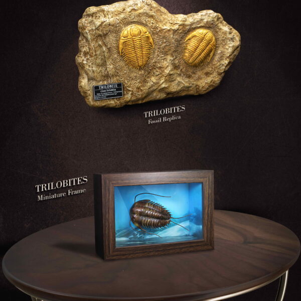SA5022 - Star Ace Trilobites Miniature Frame & Fossil (Deluxe Version)