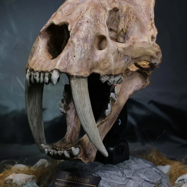 SA5040 - STAR ACE - Smilodon Skull Fossil