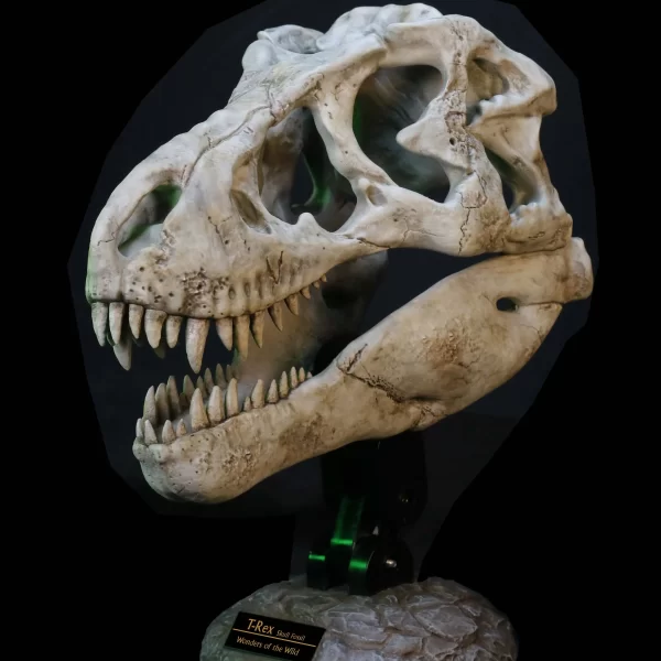 SA5043 - STAR ACE - Wonders of the Wild Series - Tyrannosaurus Rex Skull Fossil